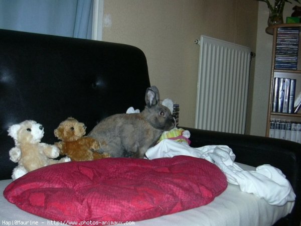 Photo de Lapin