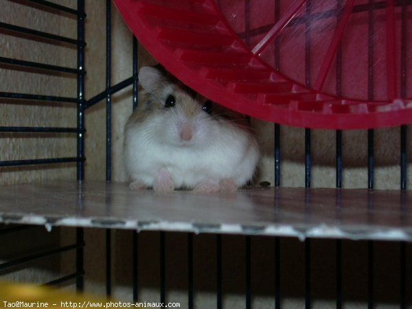 Photo de Hamster