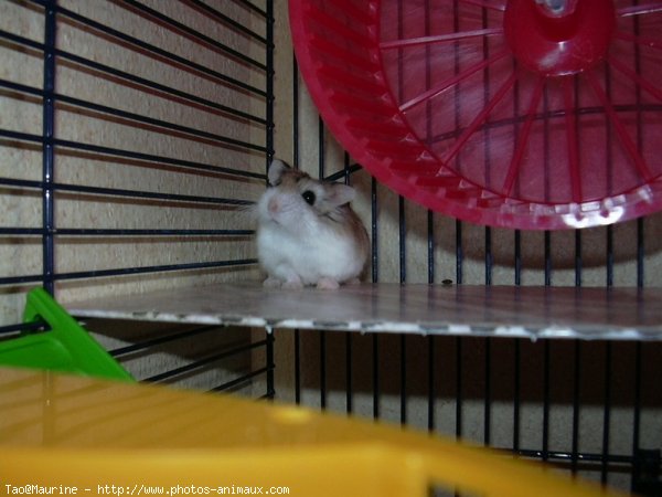 Photo de Hamster