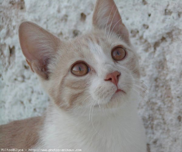 Photo de Chat domestique