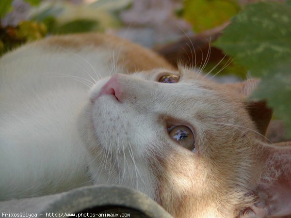 Photo de Chat domestique