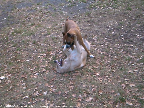 Photo de Boxer