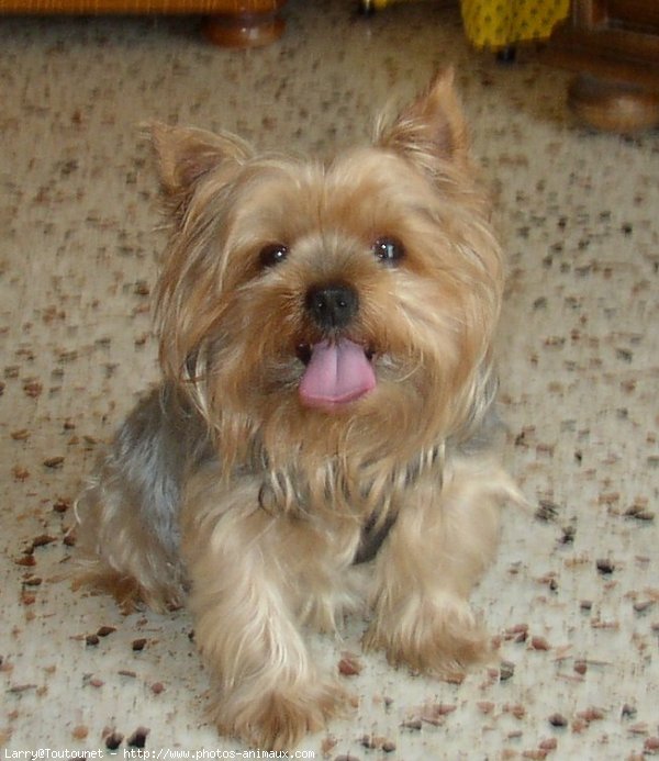 Photo de Yorkshire terrier