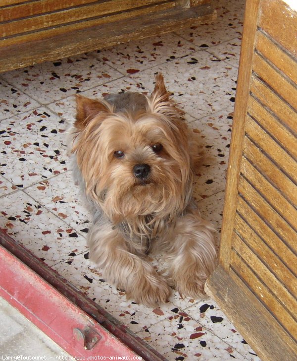 Photo de Yorkshire terrier