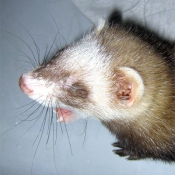 Photo de Furet