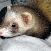 Photo de Furet