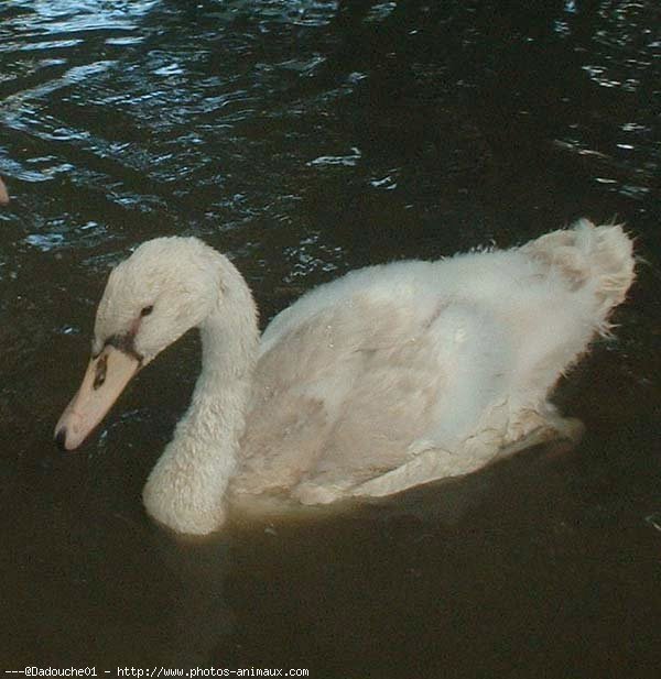 Photo de Cygne