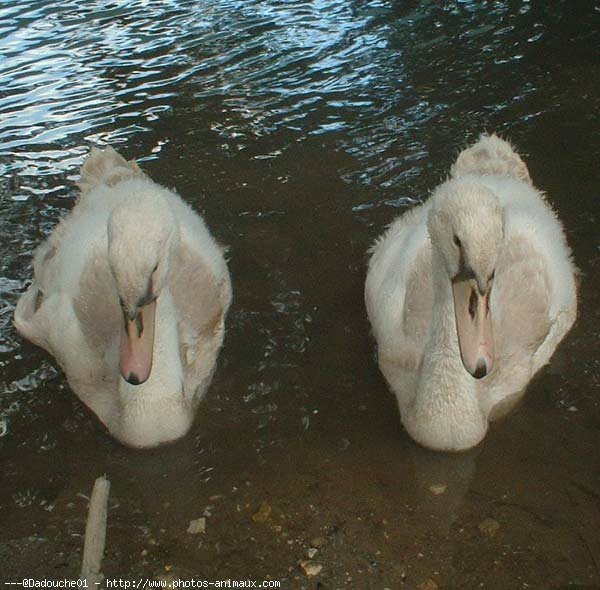 Photo de Cygne