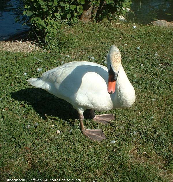 Photo de Cygne