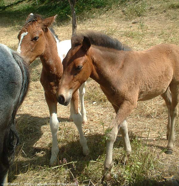 Photo de Races diffrentes