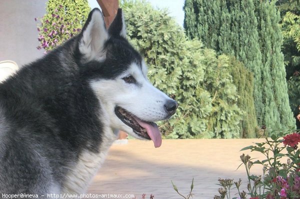 Photo de Husky siberien