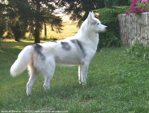 Photo de Husky siberien