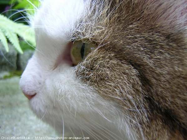 Photo de Chat domestique