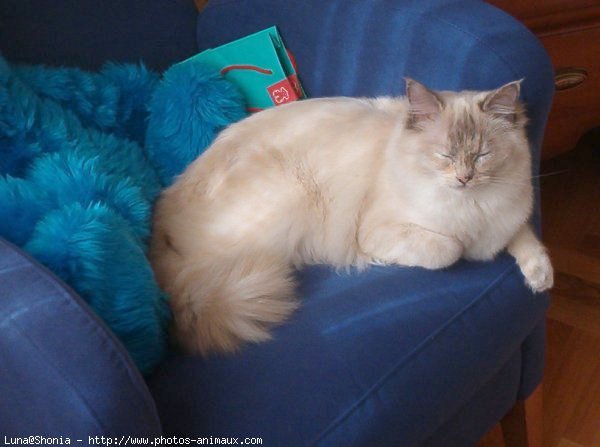 Photo de Ragdoll