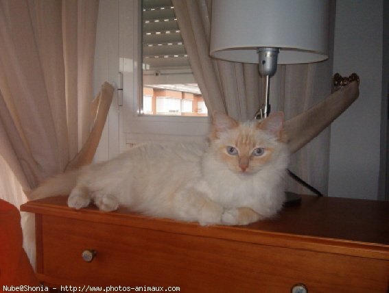 Photo de Ragdoll