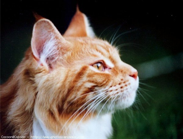 Photo de Maine coon