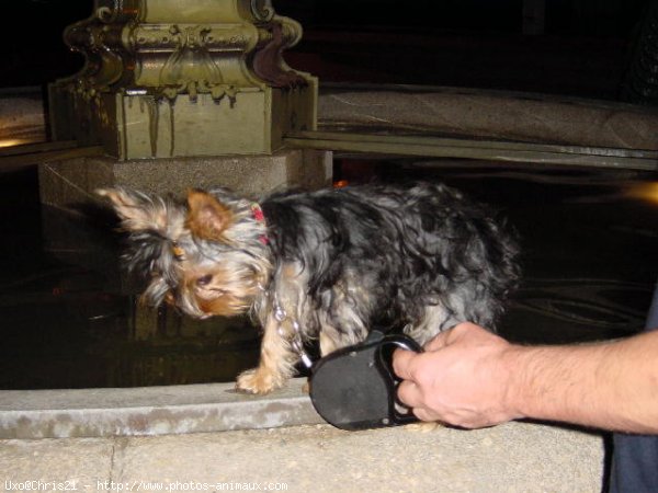 Photo de Yorkshire terrier