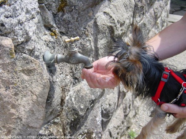 Photo de Yorkshire terrier