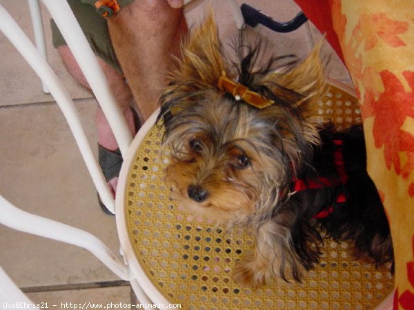 Photo de Yorkshire terrier