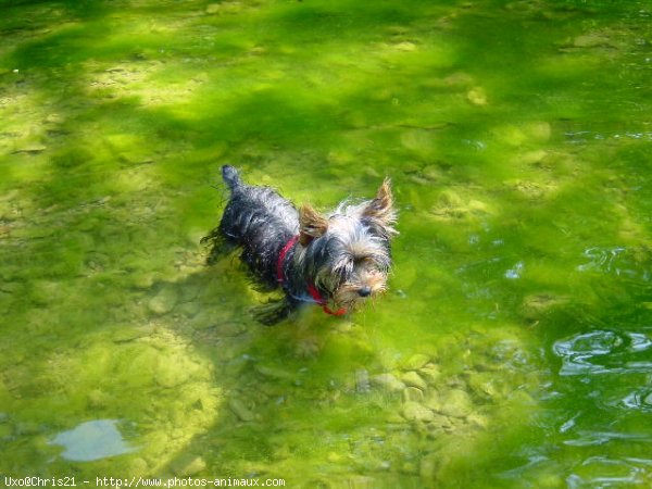 Photo de Yorkshire terrier