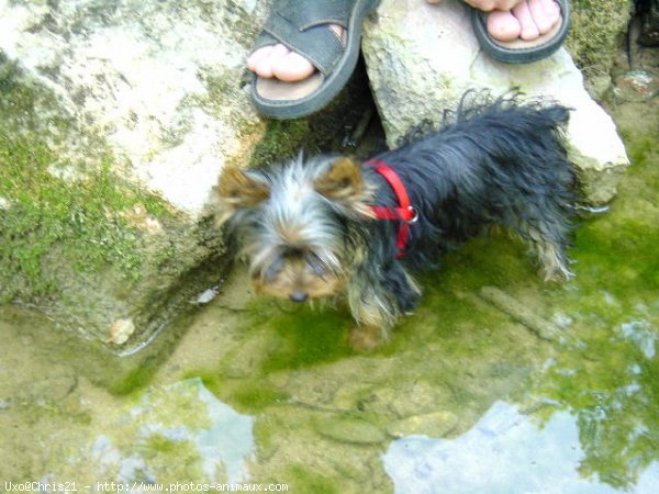 Photo de Yorkshire terrier