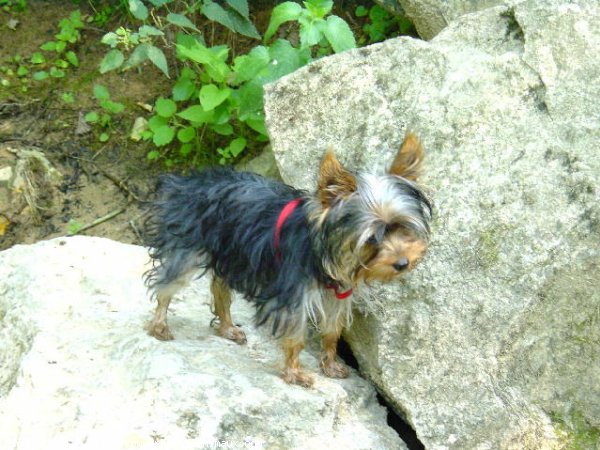 Photo de Yorkshire terrier