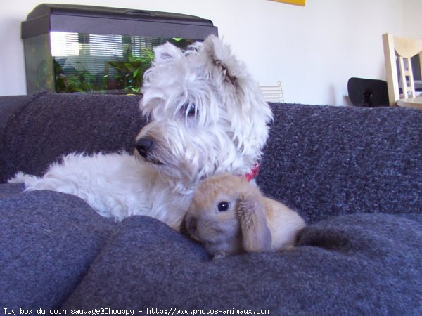 Photo de West highland white terrier