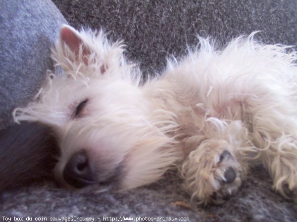 Photo de West highland white terrier