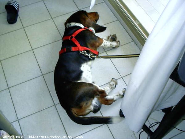 Photo de Basset hound