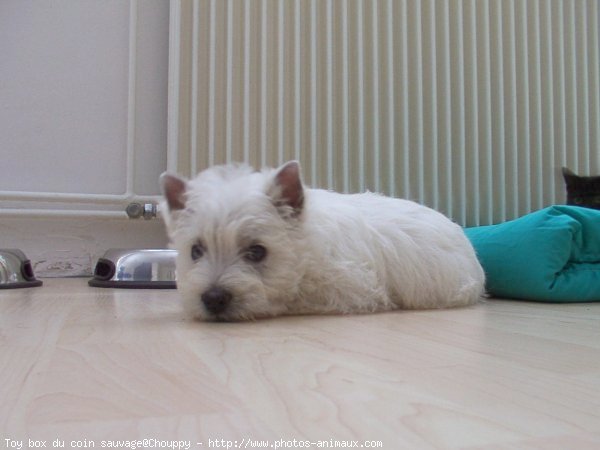 Photo de West highland white terrier