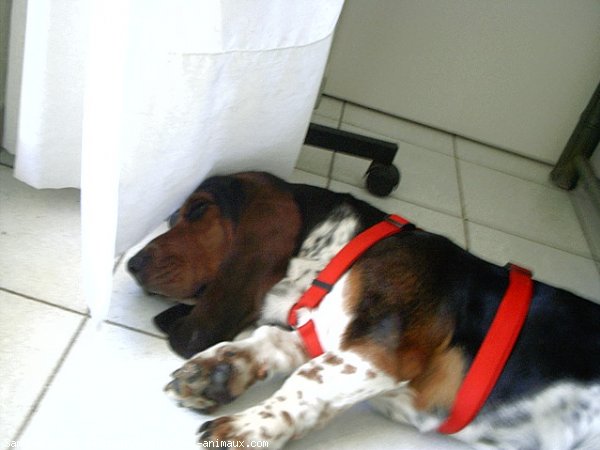 Photo de Basset hound