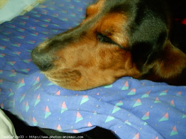 Photo de Basset hound