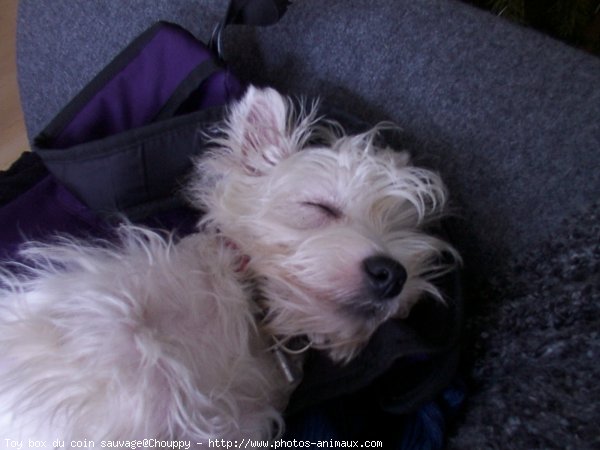 Photo de West highland white terrier