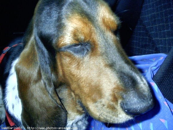 Photo de Basset hound