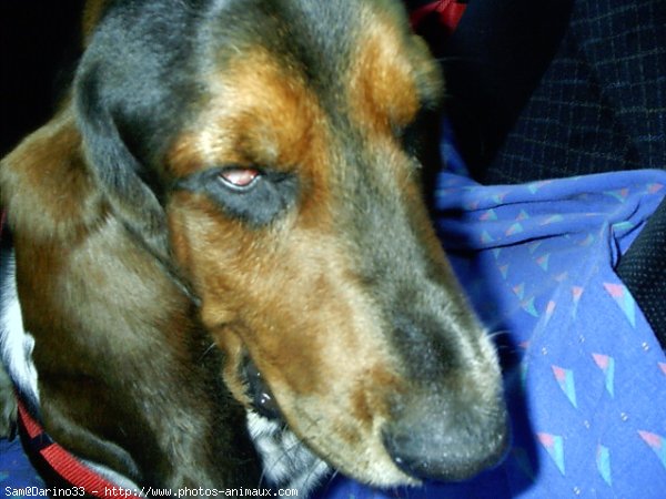 Photo de Basset hound