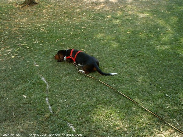 Photo de Basset hound