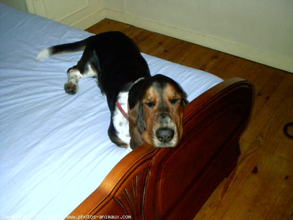 Photo de Basset hound