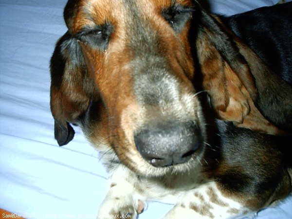 Photo de Basset hound