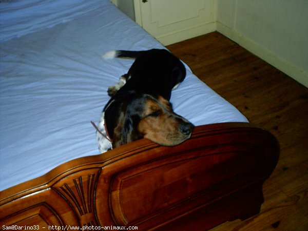 Photo de Basset hound