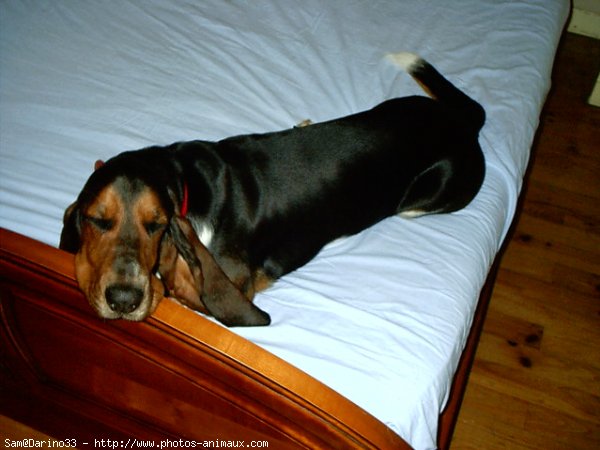 Photo de Basset hound