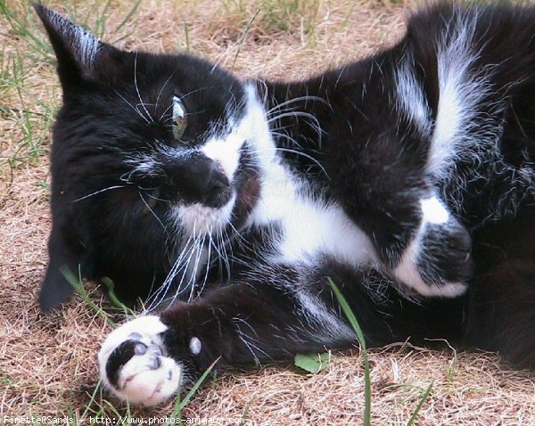 Photo de Chat domestique