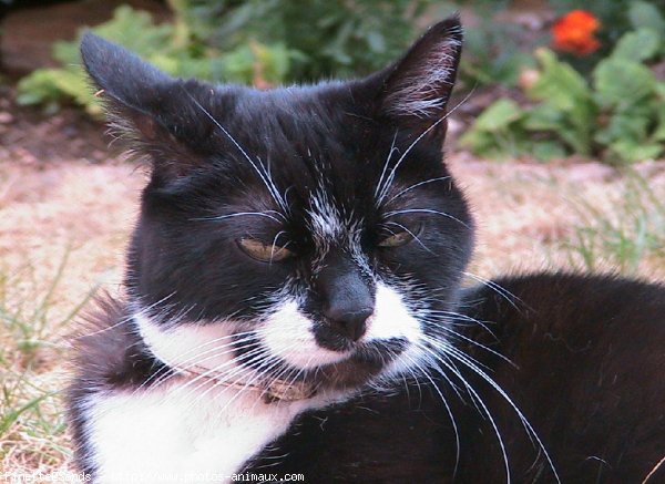 Photo de Chat domestique