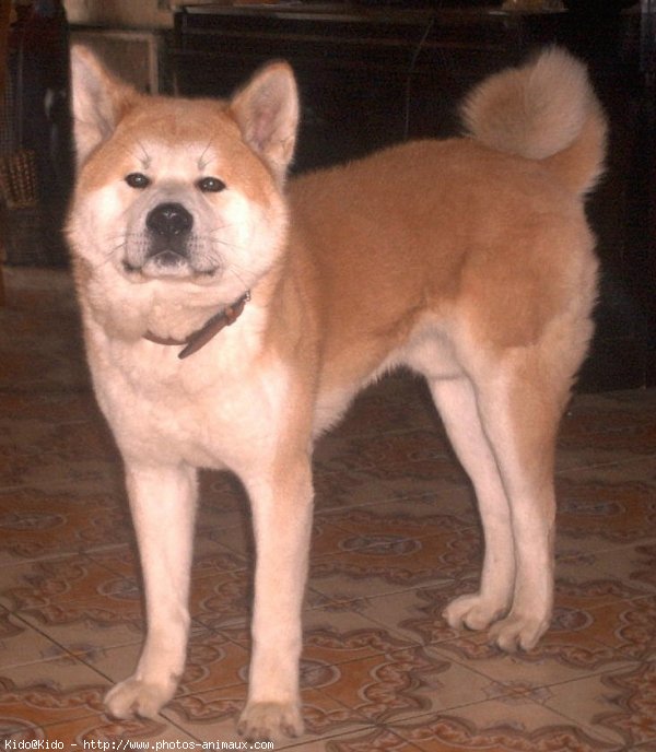 Photo d'Akita inu