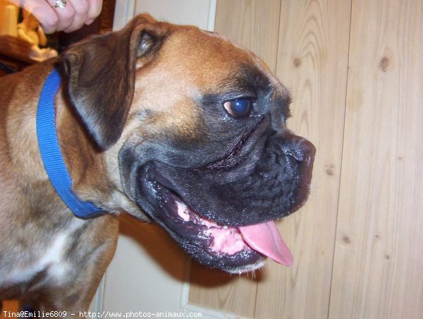 Photo de Boxer