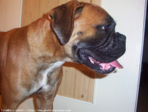 Photo de Boxer