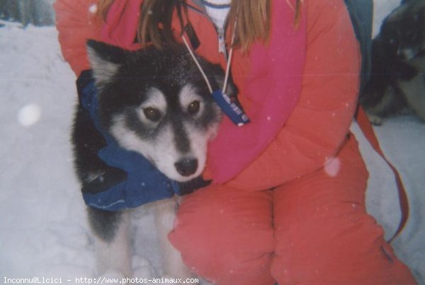 Photo de Husky siberien