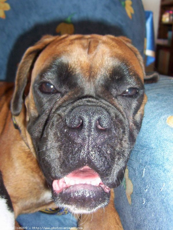 Photo de Boxer