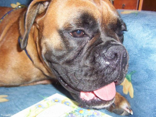 Photo de Boxer