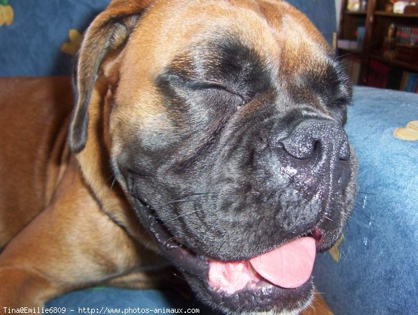 Photo de Boxer