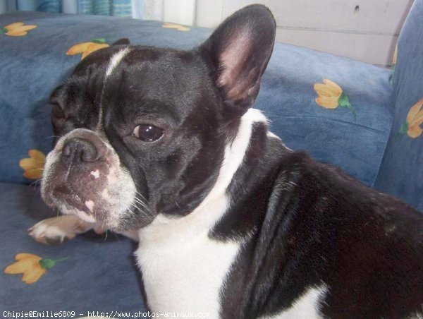 Photo de Bouledogue franais